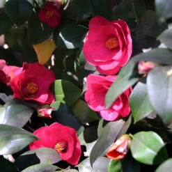 Spring's Promise Camellia Shrub -Fast-Growing-Trees Shop Springs Promise Camellia 4