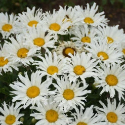 Amazing Daisies® ‘Spun Silk’ Shasta Daisy -Fast-Growing-Trees Shop Spun Silk Bananas 1