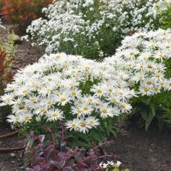 Amazing Daisies® ‘Spun Silk’ Shasta Daisy -Fast-Growing-Trees Shop Spun Silk Bananas 2