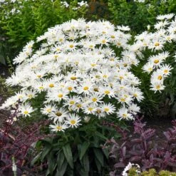Amazing Daisies® ‘Spun Silk’ Shasta Daisy -Fast-Growing-Trees Shop Spun Silk Bananas 3
