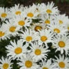 Amazing Daisies® ‘Spun Silk’ Shasta Daisy -Fast-Growing-Trees Shop Spun Silk Bananas 600x600 785a4f4b d4da 47c5 bb94 41e730a5336f