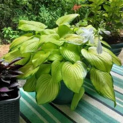 Stained Glass Hosta Plant 11 Stained Glass Hosta Plant -Fast-Growing-Trees Shop Stained Glass Hosta 3