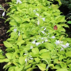 Stained Glass Hosta Plant 13 Stained Glass Hosta Plant -Fast-Growing-Trees Shop Stained Glass Hosta 6