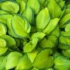 Stained Glass Hosta Plant 2 Stained Glass Hosta Plant -Fast-Growing-Trees Shop Stained Glass Hosta 600x600 96733d7b c145 4aa0 b915 65d84155cf32