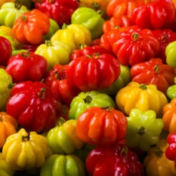 Star Cherry Tree (Pitanga) -Fast-Growing-Trees Shop Star Cherry 7 FGT