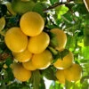 Star Ruby Grapefruit Tree 2 Star Ruby Grapefruit Tree -Fast-Growing-Trees Shop Star Grapefruit 3600x600jpg