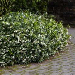 Star Jasmine 9 Star Jasmine -Fast-Growing-Trees Shop Star Jasmine 2 FGT