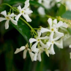 Star Jasmine 8 Star Jasmine -Fast-Growing-Trees Shop Star Jasmine 3