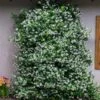 Star Jasmine -Fast-Growing-Trees Shop Star Jasmine FGT 600x600 6d61e944 f31d 4bea bb0f 55ed8563874f