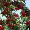Stella Cherry Tree -Fast-Growing-Trees Shop Stella Cherry Tree FGT 600x600 8fab12ef 3ed8 43b5 8926 d2f336d15b92