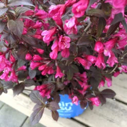 Stunner® Weigela 8 Stunner® Weigela -Fast-Growing-Trees Shop Stunner weigela 1