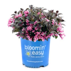 Stunner® Weigela 9 Stunner® Weigela -Fast-Growing-Trees Shop Stunner weigela 3
