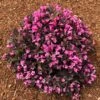 Stunner® Weigela -Fast-Growing-Trees Shop Stunner weigela 600x600 374f2660 7429 4603 bcb3 1c1dcc3fcbf2