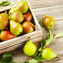 Summercrisp Pear Tree -Fast-Growing-Trees Shop Summercrisp Pear 3 FGT