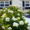 Sunny Knock Out® Rose -Fast-Growing-Trees Shop Sunny knockout rose Shrub FGT 600x600 72c70240 c500 4323 8aab 19d4bef391ee