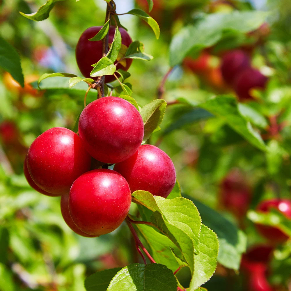 Superior Plum Tree 4 Superior Plum Tree - Image 2