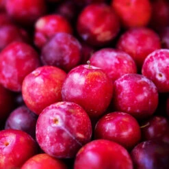 Superior Plum Tree 10 Superior Plum Tree -Fast-Growing-Trees Shop Superior Plum 3