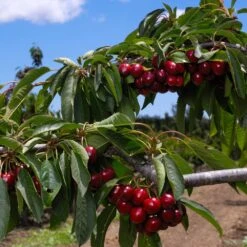 4-in-1 Cherry Surprise Tree -Fast-Growing-Trees Shop Surprise Cherry FGT 2 b4c5cf71 2def 4f61 ba62 510df2fbc6a1