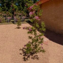 Sweet Bubba Seedless Desert Willow -Fast-Growing-Trees Shop Sweet Bubba Jone Desert Willow 1