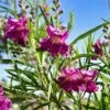Sweet Bubba Seedless Desert Willow -Fast-Growing-Trees Shop Sweet Bubba Jone Desert Willow 600x600 b2ee98ad 23d7 42c3 8aa7 c185cae48d1f