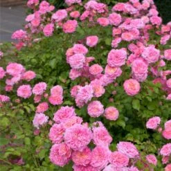 Sweet Drift® Rose -Fast-Growing-Trees Shop Sweet Drift Rose 1