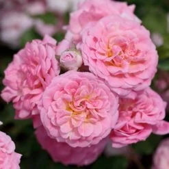 Sweet Drift® Rose -Fast-Growing-Trees Shop Sweet Drift Rose 2