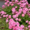 Sweet Drift® Rose -Fast-Growing-Trees Shop Sweet Drift Rose FGT 600x600 85267c61 b20a 44cb 9d8e 99cf9a91ca1a