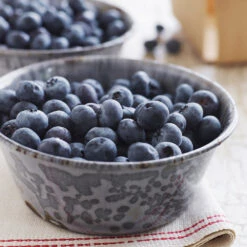 Sweetheart Blueberry Bush - USDA Organic -Fast-Growing-Trees Shop Sweetheart BLueberry 4