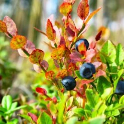 Sweetheart Blueberry Bush - USDA Organic -Fast-Growing-Trees Shop Sweetheart BLueberry 7 a54028ce 74f6 4b70 b6d1 66b30b726749