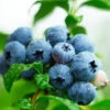 Sweetheart Blueberry Bush - USDA Organic -Fast-Growing-Trees Shop Sweetheart BLueberry FGT 600x600 304f0324 3fbd 4b68 be2a 49f096628422