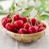 Sweetheart Cherry Tree -Fast-Growing-Trees Shop Sweetheart Cherry Tree FGT 600x600 3e42f483 d8d4 4770 85cc ce64457ddbb6