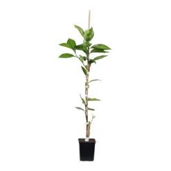 Tangelo Tree -Fast-Growing-Trees Shop TAN TRE 12 1QT