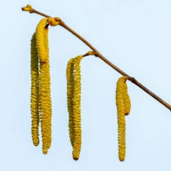 Theta Filbert Hazelnut -Fast-Growing-Trees Shop THeta FIlbert Hazelnut 3