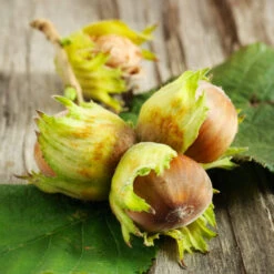 Theta Filbert Hazelnut -Fast-Growing-Trees Shop THeta FIlbert Hazelnut 6 FGT