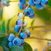 Toro Blueberry Bush 2 Toro Blueberry Bush -Fast-Growing-Trees Shop TOro Blueberry FGT 600x600 dffaa388 25b0 4ae6 8fee 65813ce1ded2