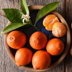 Tangelo Tree -Fast-Growing-Trees Shop Tangelo 1 FGT