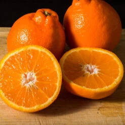 Tangelo Tree -Fast-Growing-Trees Shop Tangelo 3 FGT