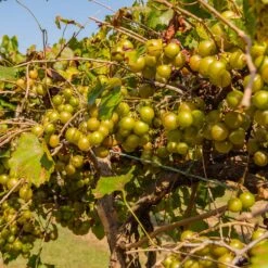 Tara Scuppernong Grape -Fast-Growing-Trees Shop Tara muscadine Grapes 1