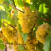 Tara Scuppernong Grape -Fast-Growing-Trees Shop Tara muscadine Grapes FGT 600x600 9fcba6e5 cf6c 4586 99b7 bbe1c454f7a5