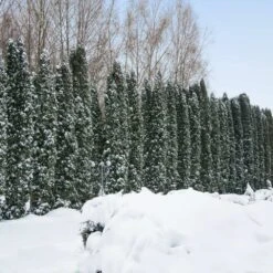 Taylor Juniper Tree -Fast-Growing-Trees Shop Taylors Juniper 4