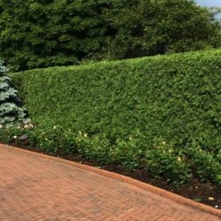'Techny' Cold Hardy Thuja Tree 7 'Techny' Cold Hardy Thuja Tree -Fast-Growing-Trees Shop Techny Thuja 2