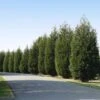 'Techny' Cold Hardy Thuja Tree -Fast-Growing-Trees Shop Techny Thuja 600x600 1cd3e632 9e45 4859 8915 61aad741ad2b