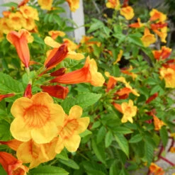 Orange Jubilee Tecoma 7 Orange Jubilee Tecoma -Fast-Growing-Trees Shop Tecoma Orange jubilee 1