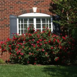 The Grand Champion™ Rose -Fast-Growing-Trees Shop The Grand Champion Rose 1