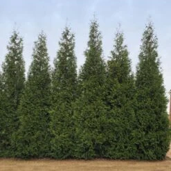 Junior Giant Thuja Tree -Fast-Growing-Trees Shop Thuja Junior Giant BB 2