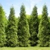 Junior Giant Thuja Tree -Fast-Growing-Trees Shop Thuja Junior Giant FGT