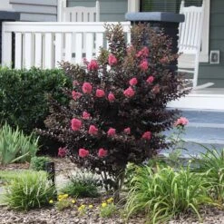 Thunderstruck™ Coral Boom™ Crape Myrtle Tree -Fast-Growing-Trees Shop Thunderstruck Coral Bloom 6