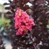 Thunderstruck™ Coral Boom™ Crape Myrtle Tree -Fast-Growing-Trees Shop Thunderstruck Coral Bloom FGT 600x600 78393993 bc09 480e a4f5 ada4b665bac2