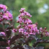 Thunderstruck™ Lavender Blast™ Crape Myrtle Tree 2 Thunderstruck™ Lavender Blast™ Crape Myrtle Tree -Fast-Growing-Trees Shop Thunderstruck Lavender Blast 600x600 81d57003 73b0 45d7 97c0 81ead196b77d