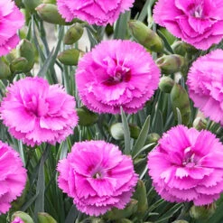 Scent First® Tickled Pink Dianthus Plant 8 Scent First® Tickled Pink Dianthus Plant -Fast-Growing-Trees Shop Tickled Pink 2